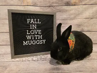 Muggsy
