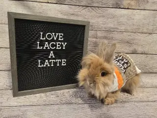Lacey