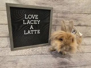 Lacey