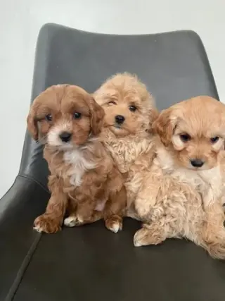 4 Cavapoo’s 4 Adoption