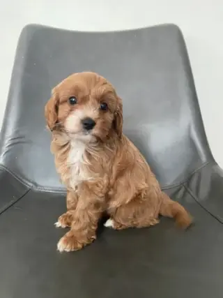 4 Cavapoo’s 4 Adoption