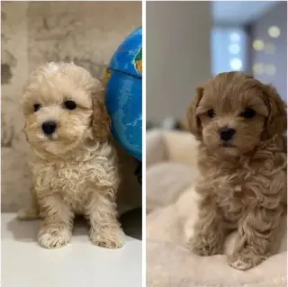 Maltipoo puppies