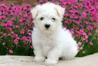 SPARKY BRILLIANT MALTESE PUPS