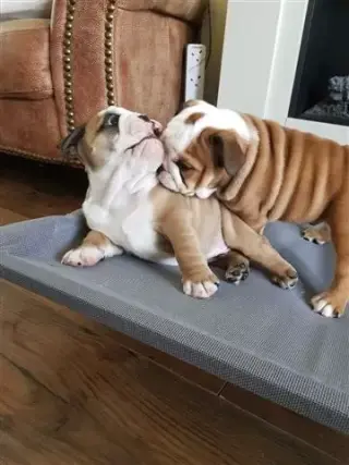 Los cachorros de bulldog inglé