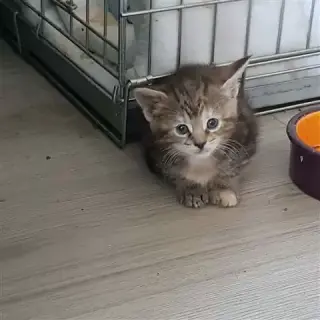 Gatitos MAINCOON para realojam