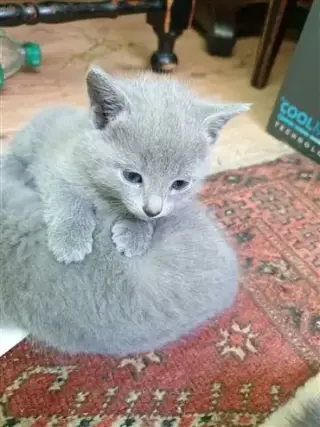 Gatitos azul ruso socializados