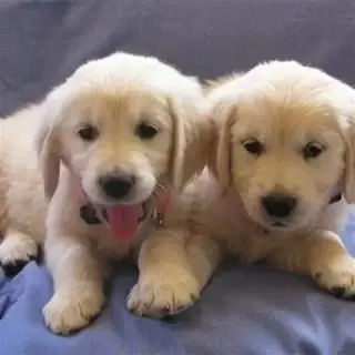hermosos cachorros golden retr