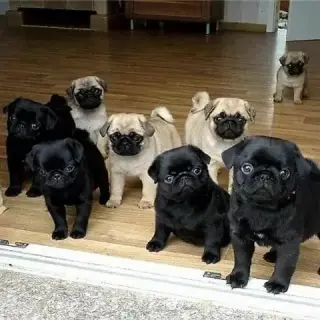 Pug puppies for sale