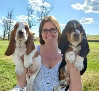 Cachorros Basset Hound puros d