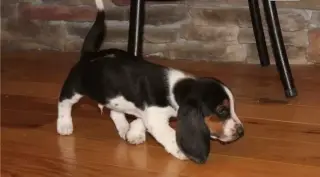 Cachorros Basset Hound puros d