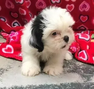 Shih tzu puppies ready now