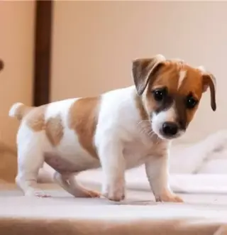 Jack russell terrier cachorro