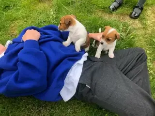 Jack russell terrier cachorro