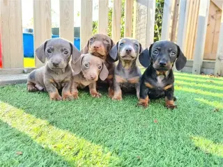 Cachorros de Teckel miniatura
