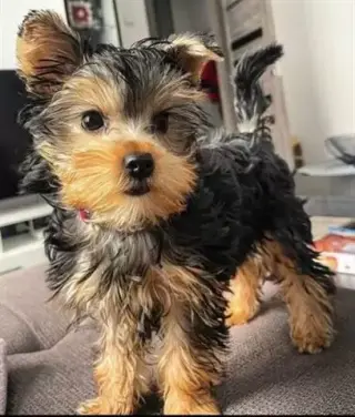 Yorkie de 11 semanas en busca