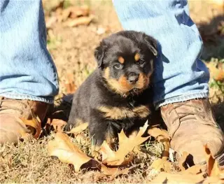 Especial cachorros rottweiler