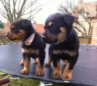 Especial cachorros rottweiler