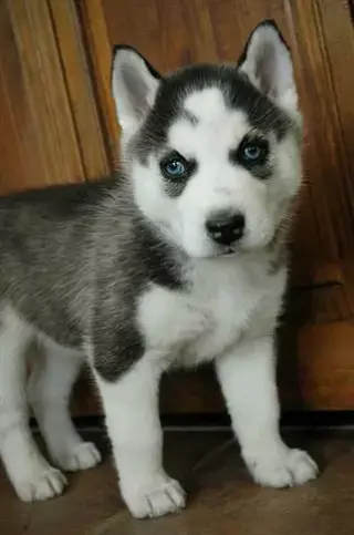 3 hermosos cachorros de husky