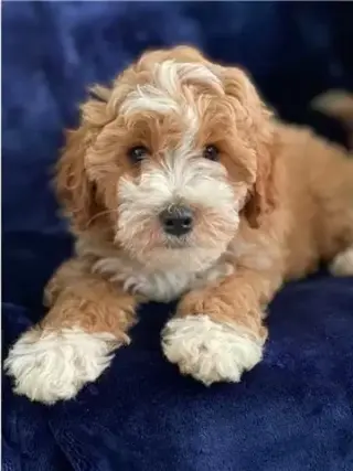 Good quality cavapoo puppies