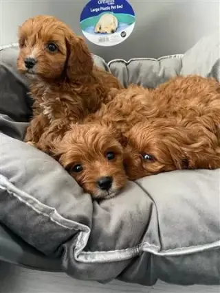 Good quality cavapoo puppies