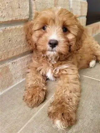 Venta de Cachorros Cavoodle
