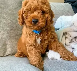 Venta de Cachorros Cavoodle