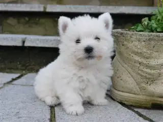 cachorros de West Highland Ter
