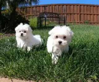 cachorro maltés macho y hembra