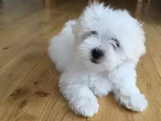 cachorro maltés macho y hembra