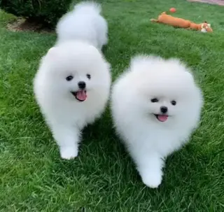 Pomerania Taza De Té Blanco