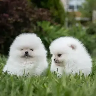 Preciosa t-cup Pomerania