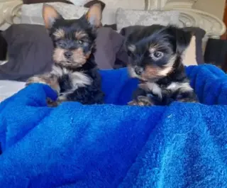 Yorkies para niños y niñas