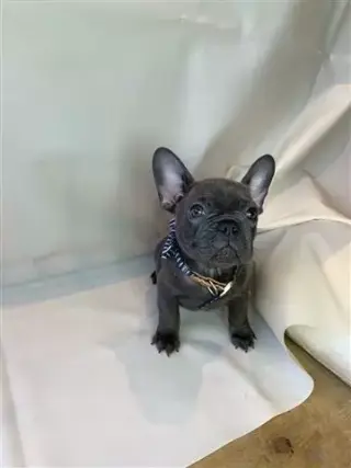 bulldog francés azul criados