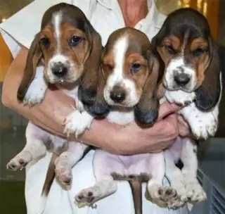 Basset Hound puros de calidad