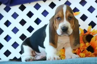 Basset Hound puros de calidad
