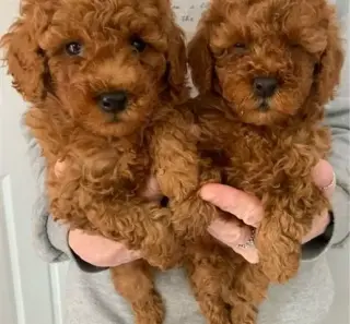 Vendo cachorro caniche toy