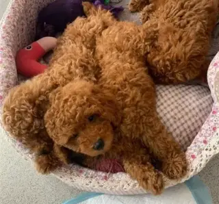 Vendo cachorro caniche toy