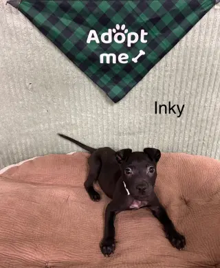 Inky