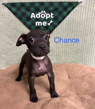 Chance