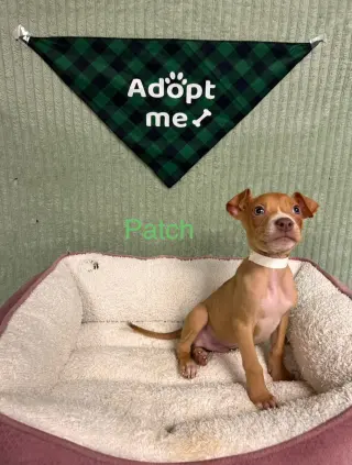 Patch
