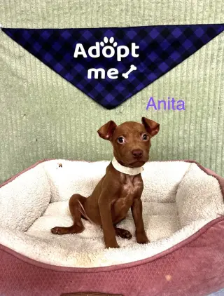 Anita