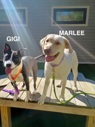 Gigi