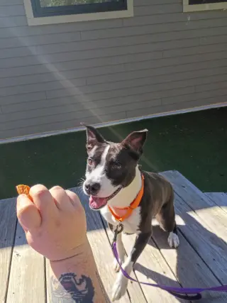 Gigi