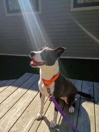 Gigi