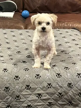 Luca