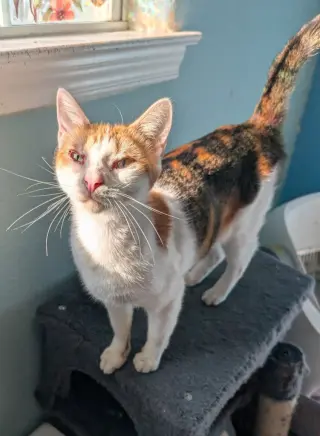 Purrsnickitty