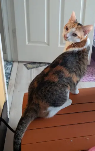 Purrsnickitty