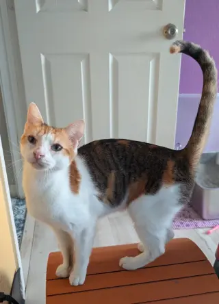 Purrsnickitty