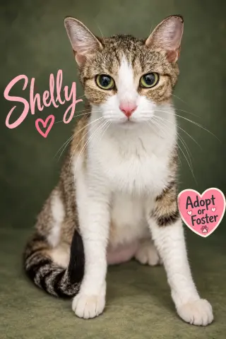 Shelly (FCID# 08/31/2026 - 68 Trainer)