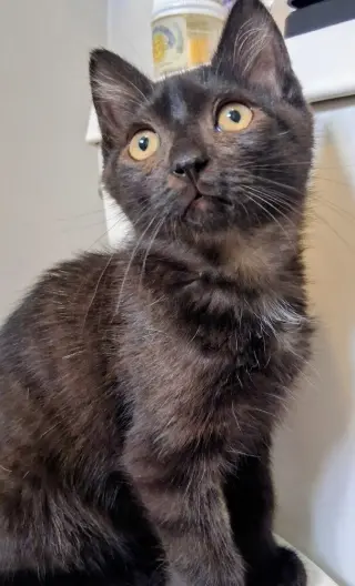 Harriet